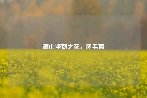 高山坚韧之花，风毛菊