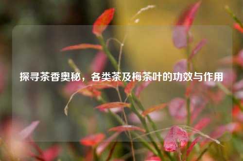 探寻茶香奥秘，各类茶及梅茶叶的功效与作用