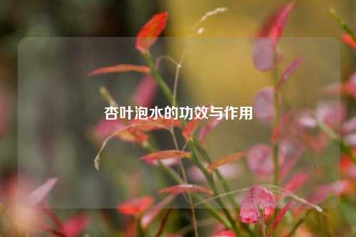 杏叶泡水的功效与作用