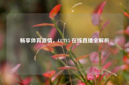 畅享体育激情，CCTV5 在线直播全解析